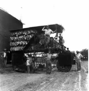 tobacco_harvestor